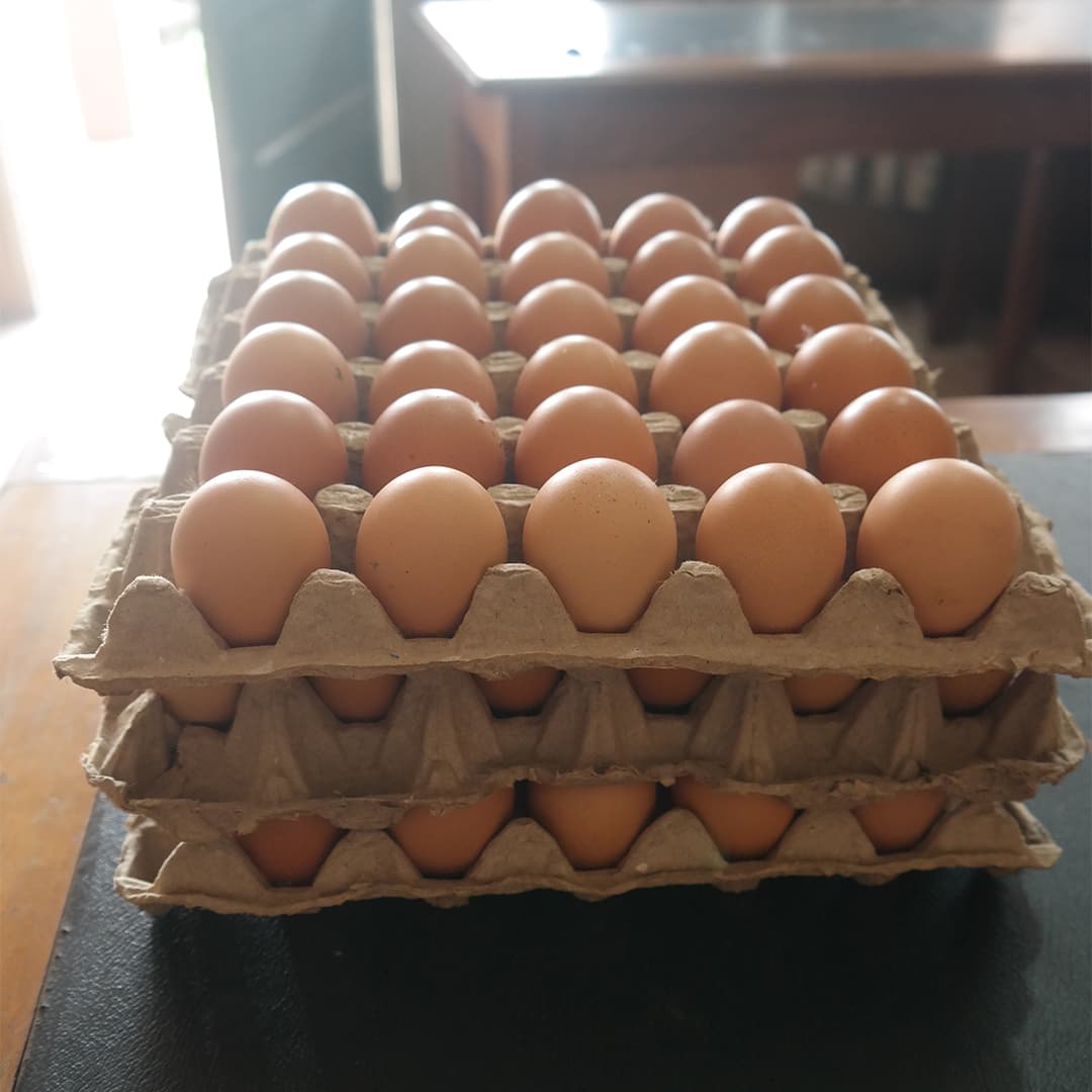 Eggs